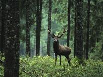 Elk in Forest-sirtravelalot-Framed Photographic Print