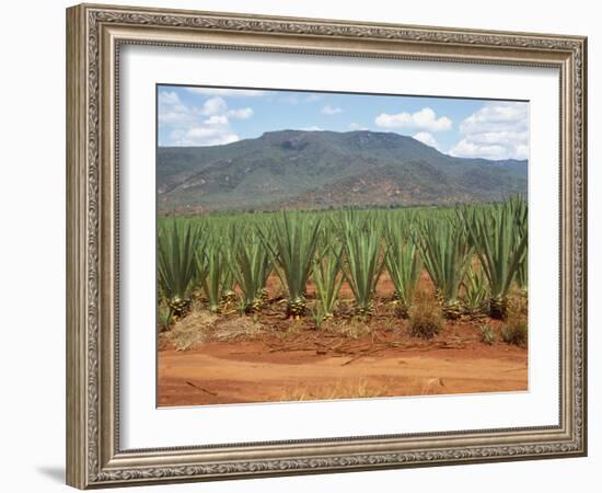 Sisal Crop, Kenya, East Africa, Africa-Harding Robert-Framed Photographic Print