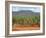 Sisal Crop, Kenya, East Africa, Africa-Harding Robert-Framed Photographic Print