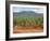 Sisal Crop, Kenya, East Africa, Africa-Harding Robert-Framed Photographic Print