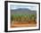 Sisal Crop, Kenya, East Africa, Africa-Harding Robert-Framed Photographic Print