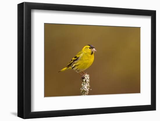 Siskin peched on a lichen covered branch, Scotland, UK-Andrew Parkinson-Framed Photographic Print