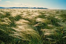 Silvery Steppe Grass Bends to the Wind in Tuva's Grasslands., 2003 (Photo)-Sisse Brimberg-Giclee Print