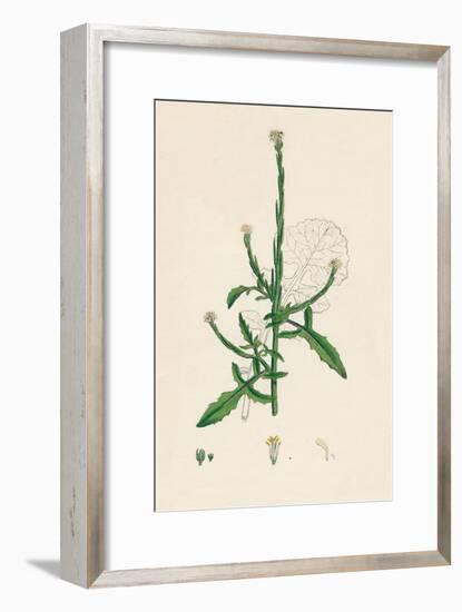 'Sisymbrium officinale. Common Hedge-mustard', 19th Century-Unknown-Framed Giclee Print