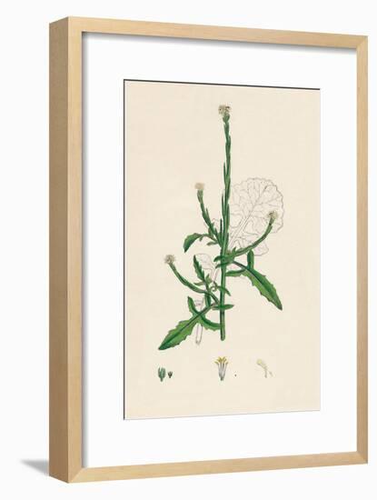 'Sisymbrium officinale. Common Hedge-mustard', 19th Century-Unknown-Framed Giclee Print