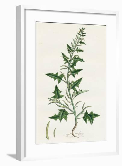 Sisymbrium Polyceratium Prostate Hedge-Mustard-null-Framed Giclee Print