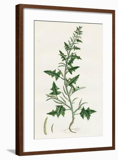 Sisymbrium Polyceratium Prostate Hedge-Mustard-null-Framed Giclee Print