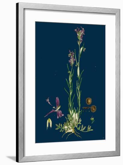 Sisymbrium Sophia; Flix-Weed-null-Framed Giclee Print