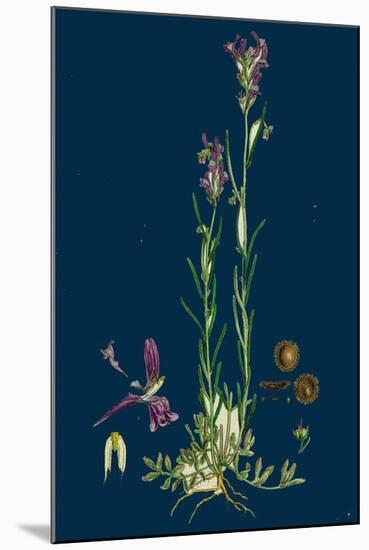 Sisymbrium Sophia; Flix-Weed-null-Mounted Giclee Print