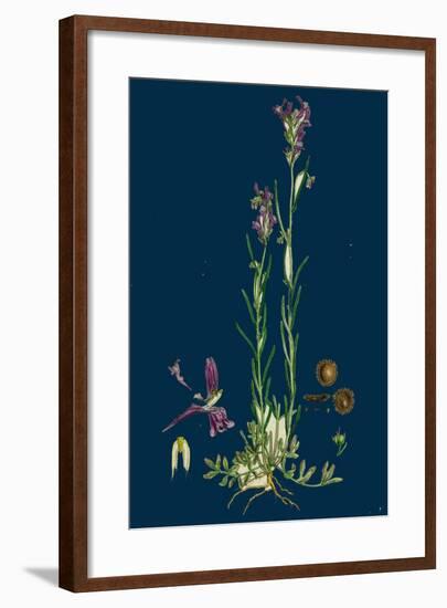 Sisymbrium Sophia; Flix-Weed-null-Framed Giclee Print