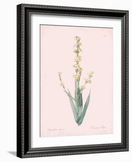 Sisyrinchium Striatum - Rose-Pierre Joseph Redoute-Framed Giclee Print