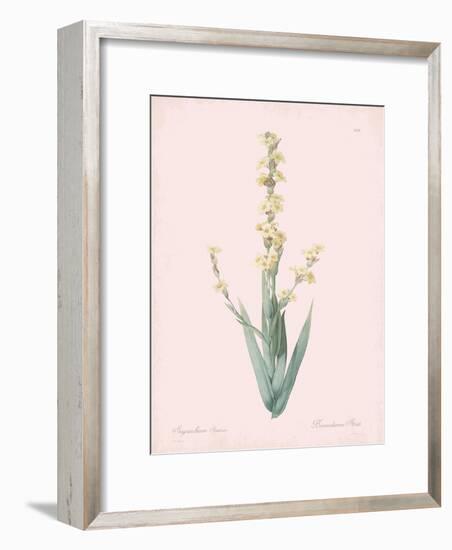 Sisyrinchium Striatum - Rose-Pierre Joseph Redoute-Framed Giclee Print