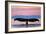 Sitka, Alaska - Humpback Fluke and Sunset-Lantern Press-Framed Premium Giclee Print