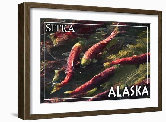 Sitka, Alaska - Salmon-Lantern Press-Framed Art Print