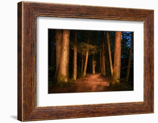 Sitka National Historic Park aka Totem Park, Sitka, Alaska-Mark A Johnson-Framed Photographic Print