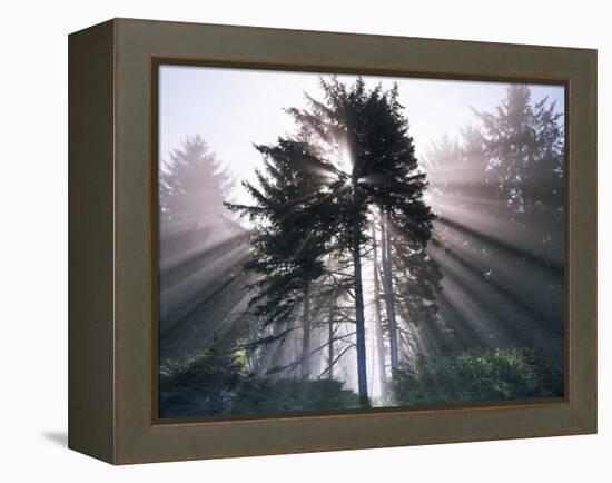 Sitka spruce, Morning Fog, Olympic National Park, Washington, USA-Charles Gurche-Framed Premier Image Canvas