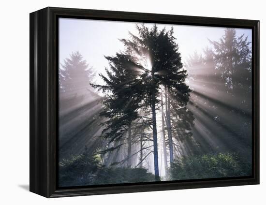 Sitka spruce, Morning Fog, Olympic National Park, Washington, USA-Charles Gurche-Framed Premier Image Canvas