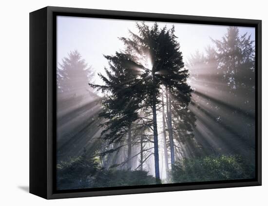 Sitka spruce, Morning Fog, Olympic National Park, Washington, USA-Charles Gurche-Framed Premier Image Canvas