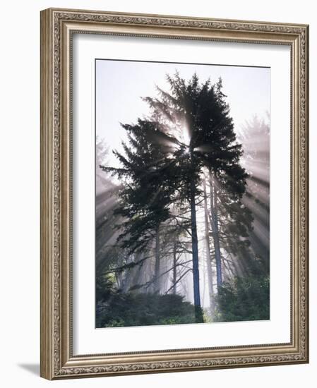 Sitka spruce, Morning Fog, Olympic National Park, Washington, USA-Charles Gurche-Framed Photographic Print