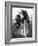 Sitka spruce, Morning Fog, Olympic National Park, Washington, USA-Charles Gurche-Framed Photographic Print