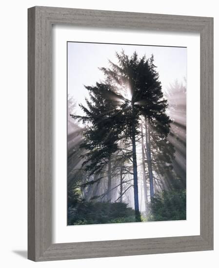 Sitka spruce, Morning Fog, Olympic National Park, Washington, USA-Charles Gurche-Framed Photographic Print