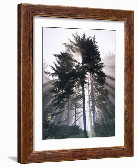 Sitka spruce, Morning Fog, Olympic National Park, Washington, USA-Charles Gurche-Framed Photographic Print