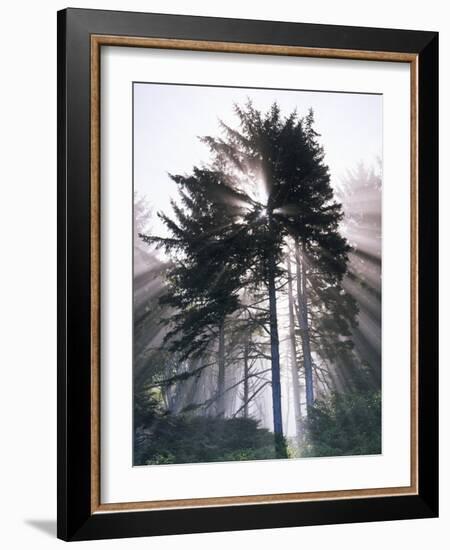 Sitka spruce, Morning Fog, Olympic National Park, Washington, USA-Charles Gurche-Framed Photographic Print