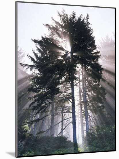 Sitka spruce, Morning Fog, Olympic National Park, Washington, USA-Charles Gurche-Mounted Photographic Print