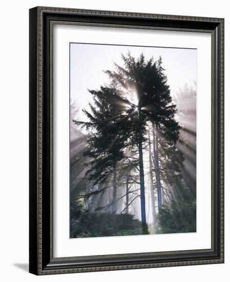 Sitka spruce, Morning Fog, Olympic National Park, Washington, USA-Charles Gurche-Framed Photographic Print
