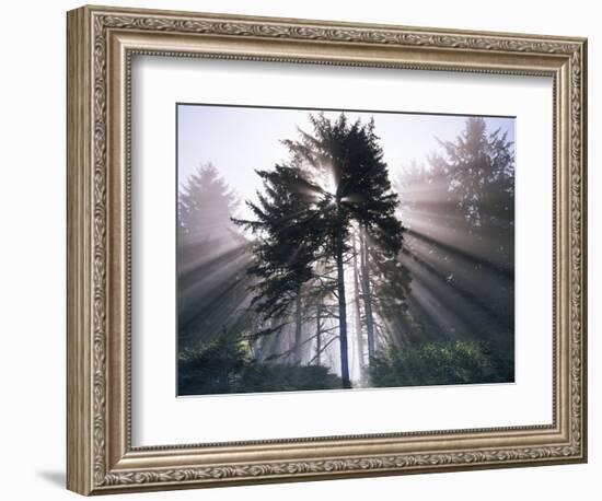 Sitka spruce, Morning Fog, Olympic National Park, Washington, USA-Charles Gurche-Framed Photographic Print