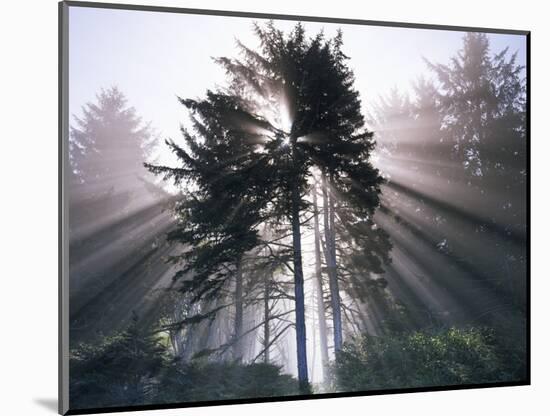 Sitka spruce, Morning Fog, Olympic National Park, Washington, USA-Charles Gurche-Mounted Photographic Print