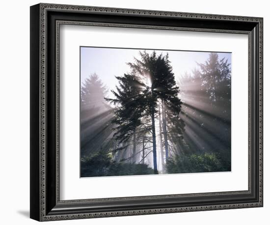 Sitka spruce, Morning Fog, Olympic National Park, Washington, USA-Charles Gurche-Framed Photographic Print