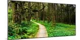 Photographic Print