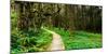 Sitka Spruce trees and boardwalk in Temperate Rainforest-null-Mounted Photographic Print