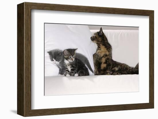Sits Couch, Cats, Young, Curiously, Dam, Lying, Alertly, Animals, Mammals, Pets-Nikky-Framed Photographic Print