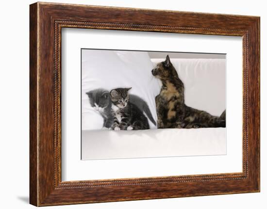 Sits Couch, Cats, Young, Curiously, Dam, Lying, Alertly, Animals, Mammals, Pets-Nikky-Framed Photographic Print