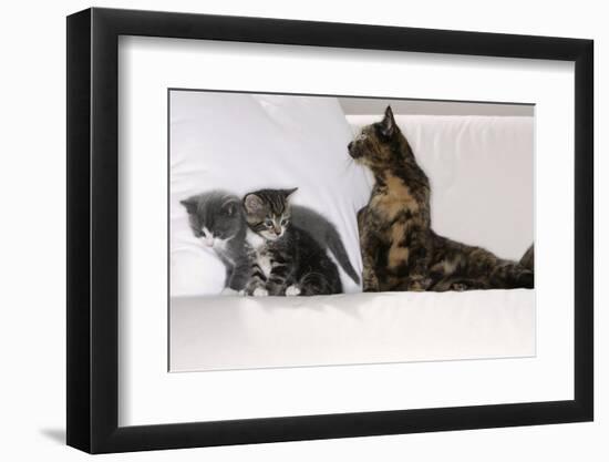 Sits Couch, Cats, Young, Curiously, Dam, Lying, Alertly, Animals, Mammals, Pets-Nikky-Framed Photographic Print