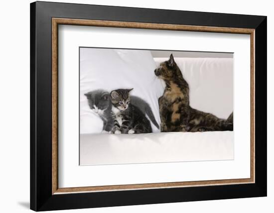 Sits Couch, Cats, Young, Curiously, Dam, Lying, Alertly, Animals, Mammals, Pets-Nikky-Framed Photographic Print