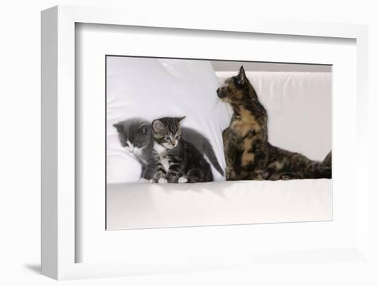 Sits Couch, Cats, Young, Curiously, Dam, Lying, Alertly, Animals, Mammals, Pets-Nikky-Framed Photographic Print