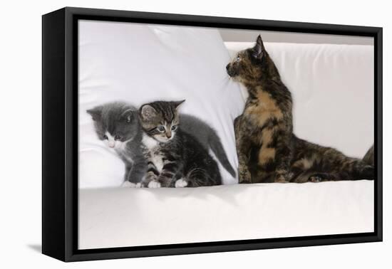 Sits Couch, Cats, Young, Curiously, Dam, Lying, Alertly, Animals, Mammals, Pets-Nikky-Framed Premier Image Canvas