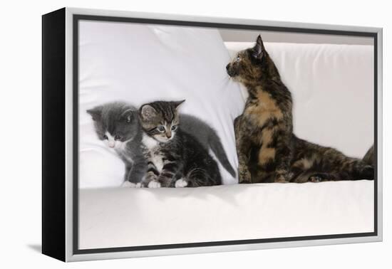 Sits Couch, Cats, Young, Curiously, Dam, Lying, Alertly, Animals, Mammals, Pets-Nikky-Framed Premier Image Canvas
