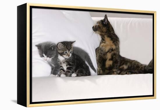 Sits Couch, Cats, Young, Curiously, Dam, Lying, Alertly, Animals, Mammals, Pets-Nikky-Framed Premier Image Canvas