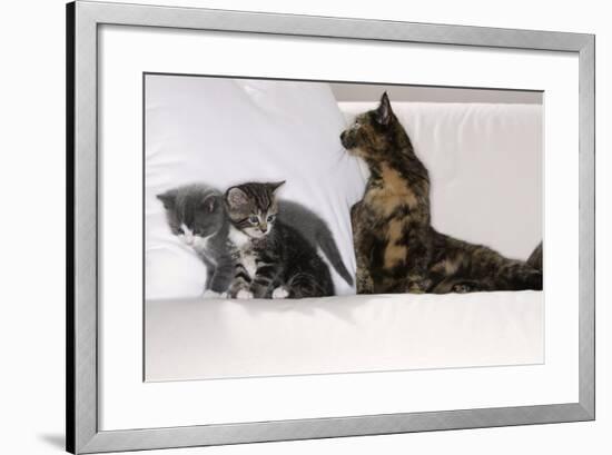 Sits Couch, Cats, Young, Curiously, Dam, Lying, Alertly, Animals, Mammals, Pets-Nikky-Framed Photographic Print