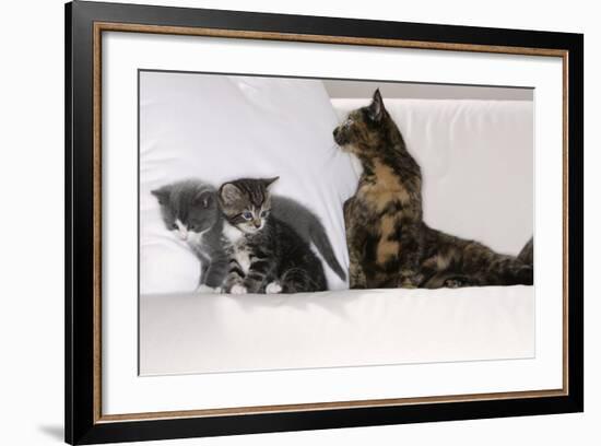 Sits Couch, Cats, Young, Curiously, Dam, Lying, Alertly, Animals, Mammals, Pets-Nikky-Framed Photographic Print