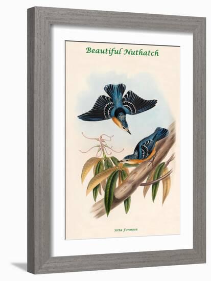 Sitta Formosa - Beautiful Nuthatch-John Gould-Framed Art Print