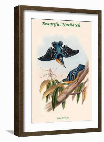 Sitta Formosa - Beautiful Nuthatch-John Gould-Framed Art Print