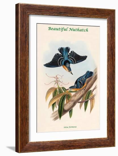 Sitta Formosa - Beautiful Nuthatch-John Gould-Framed Art Print