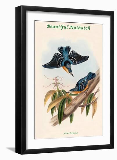 Sitta Formosa - Beautiful Nuthatch-John Gould-Framed Art Print