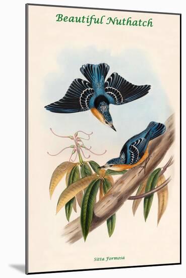 Sitta Formosa - Beautiful Nuthatch-John Gould-Mounted Art Print
