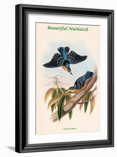 Sitta Formosa - Beautiful Nuthatch-John Gould-Framed Art Print